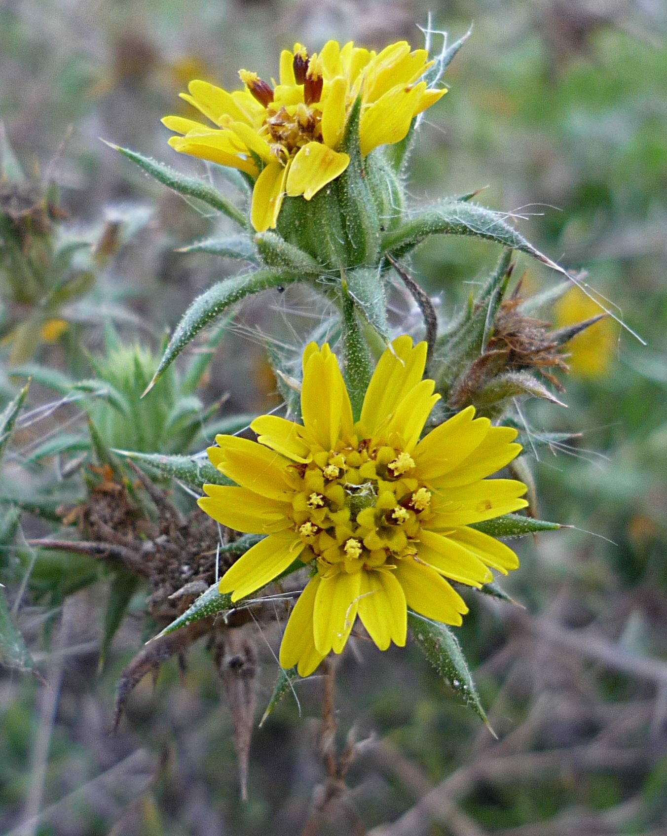 High Resolution Centromadia parryi Flower